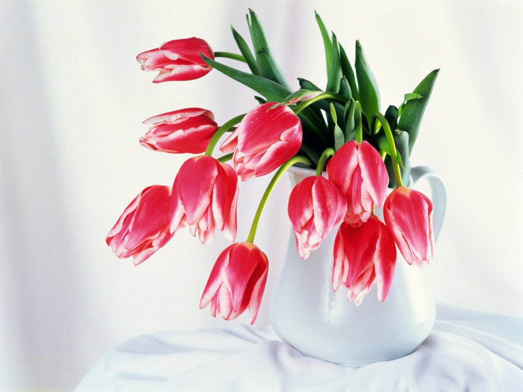 Цветы Nature Flowers Tulips bowls Flowers 008358 картинка